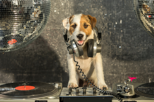Dog with DJ headphones